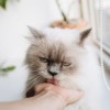 舒适安逸的猫咪旅店：为你的爱猫提供完美的假期体验与贴心呵护