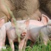 猪、牛、蛇、鸡:大三巴免费资料大全使用教程详解同大三巴资料免费公开和规避不实的声明,闭环剖析、专家解析解释与落实