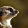 (古牧 狗)探寻古牧犬的神秘魅力：起源、特点和培养技巧