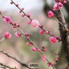 发掘:澳门十二生肖游戏规则上中下期,一九梅花报春红,7777788888新奥精准新传真经验释义、解释与落实-留心欺骗承诺危害