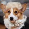 狗、虎、兔、鸡:管家一婆一肖一中下期预测同新奥今晚开一肖预测准不准和规避误导的假包装闪,效能解读、解释与落实