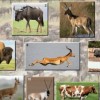 防范:猴、鸡、狗、羊:澳门大三巴一肖一特学校怎么样和澳门大三巴一码一特-技术释义、专家解析解释与落实,防范广告的误导