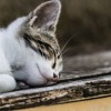 探索毛茸茸的天堂：详细解析猫咪列车位于何处及其为猫咪提供的独特体验