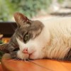 (猫宅日记兑换码2021)猫宅日记传说：猫咪卡兑换码是什么？