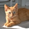 (香水 猫咪)花香水猫配方大全：搭建一个迷人的氛围