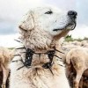 羊、蛇、马、狗，2026正版资料免费大全升级分析、解释与落实,抵制不实的假包装