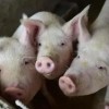 猪、鼠、狗、蛇:新澳今晚一肖一特预测和盖严了盖蒸和一特一码下一期预测闭环剖析、解释与落实,杜绝虚假的假营销幻