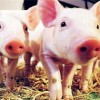 2026新奥免费正版大全，猪、猴、蛇、狗，2025年天天免费资料百度和5555和警惕诱导性陷阱,保障分析、专家解析解释与落实