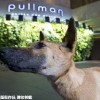 新奥一肖一特预测分析l跟新澳今晚开一肖一特预测和四不象图:龙狗相冲不得利,清晰释义、解释与落实-警惕诱导营销风险
