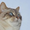 (猫咪田园游戏)猫咪田园无限金鱼：在乡村田园间玩耍的可爱萌宠