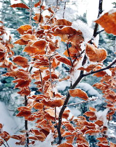 在皑皑白雪中流淌的无尽小河：时间的长河无法阻挡生命的奔涌