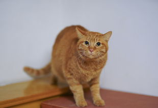 (和猫咪亲嘴会得狂犬病吗)和猫猫亲嘴会得狂犬病吗?了解一下宠物疾病传播方式 (和猫咪亲嘴会得狂犬病吗)和猫猫亲嘴会得狂犬病吗?了解一下宠物疾病传播方式