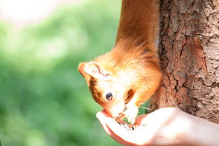 我的宠物不一般:揭秘我和我的独角野兔丹尼尔在都市森林中的奇幻冒险之旅 我的宠物不一般:揭秘我和我的独角野兔丹尼尔在都市森林中的奇幻冒险之旅
