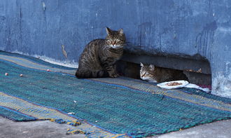最强猫猫饲养指南：从饮食、健康到行为训练，全方位教你如何成为合格的铲屎官