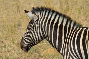 (三国之扬州霸主)三国之风起扬州，豪气干云，剑指乱世英雄所向披靡