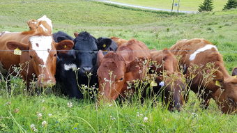 像素牧场物语最新版带来全新农场体验！玩家可通过创新玩法打造个性化牧场