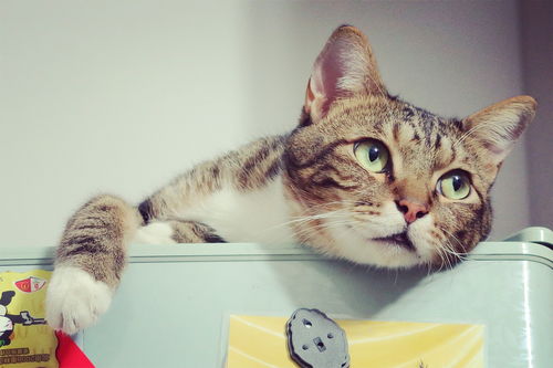 (《我在修仙界开店的日子》)我在修仙界开店的日子:生意兴隆,福泽无边。 (《我在修仙界开店的日子》)我在修仙界开店的日子:生意兴隆,福泽无边。