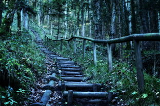 探索动物森林法则：挑战野生世界、建立村庄、与动物们交互的冒险游戏