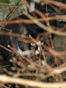 (猫咪捕猎模式)探索猫咪打猎的无尽模式：挑战无限金币获取并与野生动物竞技