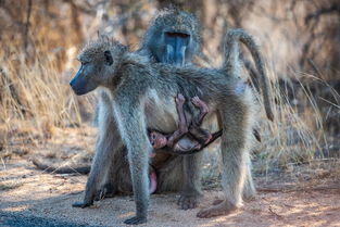 (丛林鸟大冒险官网)丛林鸟大冒险宝贝原生下载：探索神秘丛林，寻找宝藏！