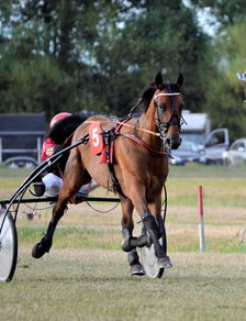骑马与施法免广告：探讨骑乘动作游戏中的魔法施放技巧及避免广告干扰的有效方式