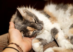 探索口袋宠物的多样性：你知道有哪些可爱的小动物适合养在口袋里吗？