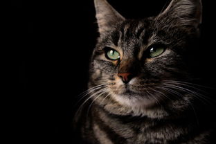 (花香对猫有没有影响)探寻花香与猫咪的秘密:SIXGOD配方获取技巧分享 (花香对猫有没有影响)探寻花香与猫咪的秘密:SIXGOD配方获取技巧分享