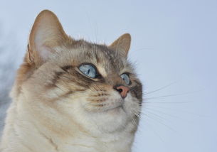 (捏猫咪的游戏)放肆娱乐：尽情自由捏猫的欢乐游戏体验