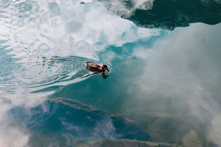 (日本古代忍者武士电影)探寻忍者时刻格:古代武士之道在现代世界的传承与演变 (日本古代忍者武士电影)探寻忍者时刻格:古代武士之道在现代世界的传承与演变