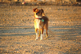 (吸猫会死吗)每次吸猫都会带来不幸的意外死亡:揭秘这个常见但危险的行为 (吸猫会死吗)每次吸猫都会带来不幸的意外死亡:揭秘这个常见但危险的行为