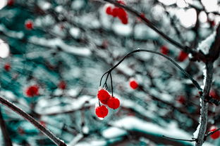 (李清照的诗词最出名的)李清照最有名的十首诗一览:永恒的经典,传颂千古 (李清照的诗词最出名的)李清照最有名的十首诗一览:永恒的经典,传颂千古