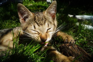 邂逅喵星人，解锁猫科饮食秘密：《遇见你的猫烹饪菜谱》带你深度解析猫咪营养配饭法