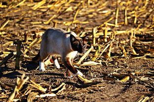 (拆弹猫游戏中各牌分布情况)一起揭秘拆弹猫游戏，详解各类牌具有的数量及其作用
