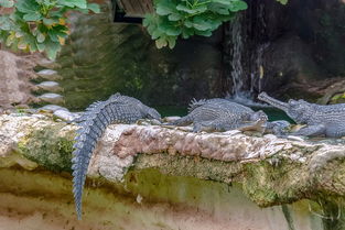 (动物历险记在线阅读)探索奇妙世界,挑战危险关卡——动物历险记游戏攻略大揭秘 (动物历险记在线阅读)探索奇妙世界,挑战危险关卡——动物历险记游戏攻略大揭秘