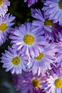 (昨日已忘明日无忧)无忧昨日欢愉何甘蓝,免费阅读全文尽在你的指尖 (昨日已忘明日无忧)无忧昨日欢愉何甘蓝,免费阅读全文尽在你的指尖