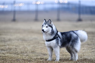 萌力冲刺萌力值:如何全方位提升可爱指数,成为大家心中的宠物宝贝 萌力冲刺萌力值:如何全方位提升可爱指数,成为大家心中的宠物宝贝