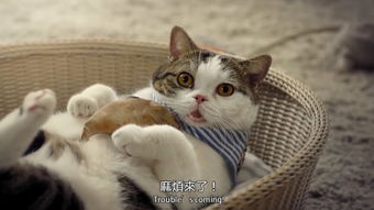 猫咪大作战内置菜单mod最新下载联机版2024无广告-猫咪大作战内置菜单mod无敌版v.7.12