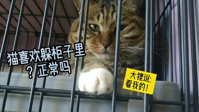 一起躲个猫2024最新版本下载-一起躲个猫无限金币不用实名下载v.4.16 一起躲个猫2024最新版本下载-一起躲个猫无限金币不用实名下载v.4.16