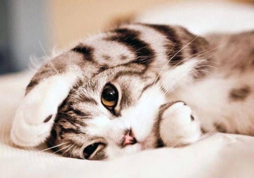 偷吃零食的猫下载手机版2024正版更新版-偷吃零食的猫中文版安卓下载v.2.12 偷吃零食的猫下载手机版2024正版更新版-偷吃零食的猫中文版安卓下载v.2.12