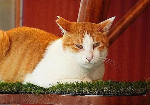 猫咪打工模拟器最新版-猫咪打工模拟器下载手机版2024正版更新版v.9.36