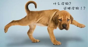 猫狗缠斗2024最新版本下载-猫狗缠斗3d游戏下载v.8.18