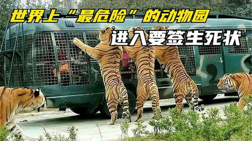 疯狂动物园修改版动物不暴怒下载最新版-疯狂动物园修改版动物不暴怒手游下载v.4.21 疯狂动物园修改版动物不暴怒下载最新版-疯狂动物园修改版动物不暴怒手游下载v.4.21