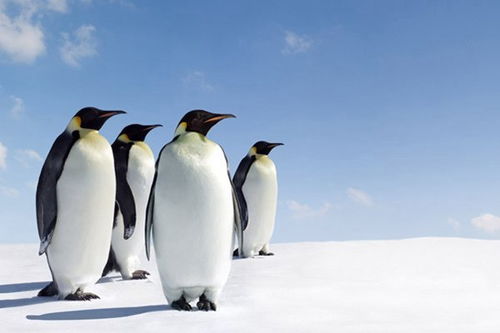 企鹅兄弟2024下载-企鹅兄弟无广吿免费下载v.2.69 企鹅兄弟2024下载-企鹅兄弟无广吿免费下载v.2.69