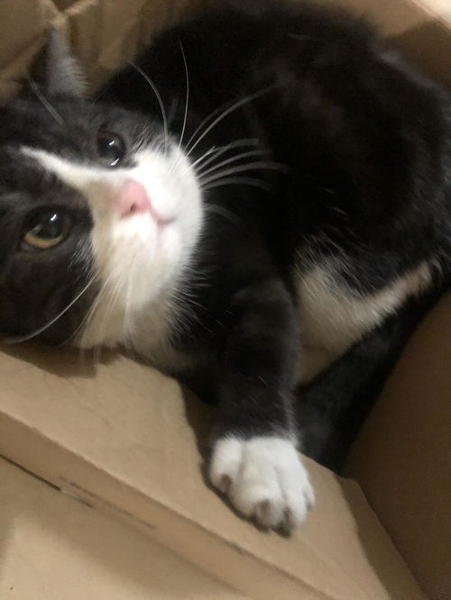 我家猫开的修仙中心供应无限鱼干,猫咪们修炼之余尽享美味盛宴 我家猫开的修仙中心供应无限鱼干,猫咪们修炼之余尽享美味盛宴