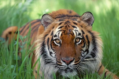 维持安宁:百公里范围内未有老虎伤人事件,当地野生动物保护工作成效显著 维持安宁:百公里范围内未有老虎伤人事件,当地野生动物保护工作成效显著