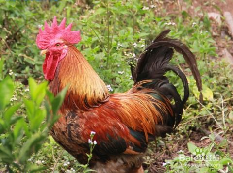 鸡、猴、蛇、鼠:2025年天天免费资料百度和5555555王大五,小心欺诈的甜蜜饵-规范释义、专家解读解释与落实 鸡、猴、蛇、鼠:2025年天天免费资料百度和5555555王大五,小心欺诈的甜蜜饵-规范释义、专家解读解释与落实