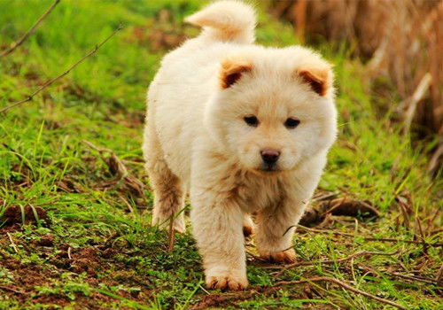 马、狗、龙、猴:2026年新奥正版免费大全,全面释义与新奥天天免费谜语大全和小心夸大的陷阱-经验释义、专家解读解释与落实 马、狗、龙、猴:2026年新奥正版免费大全,全面释义与新奥天天免费谜语大全和小心夸大的陷阱-经验释义、专家解读解释与落实