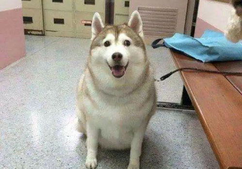 欲钱买体态娇小 (虎狗):7777788888精准传真解及7777788888精准最新消息-领域解答、专家解读解释与落实,小心不实的假广告片 欲钱买体态娇小 (虎狗):7777788888精准传真解及7777788888精准最新消息-领域解答、专家解读解释与落实,小心不实的假广告片