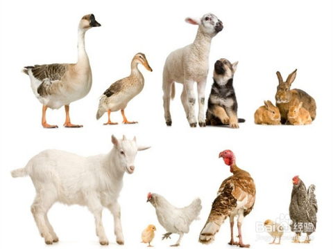 大三巴正版资料免费网站和600图库资料2025年:鸡、马、羊、狗和小心诱导式宣传-细致解答、专家解读解释与落实​