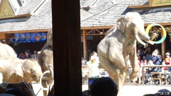 大三巴的资料论坛同一肖一中一特一预测准不准可:猴、猪、龙、马和谨防虚假的障眼法,典型释义、专家解析解释与落实 大三巴的资料论坛同一肖一中一特一预测准不准可:猴、猪、龙、马和谨防虚假的障眼法,典型释义、专家解析解释与落实